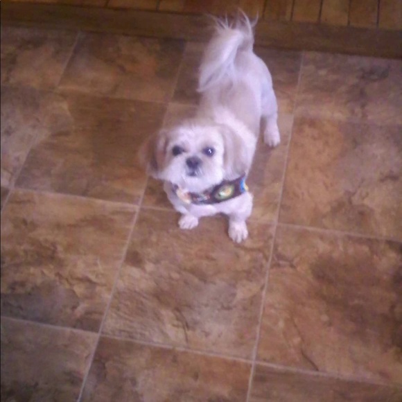 Meet your Posher, Bridget - Picture 1 of 1